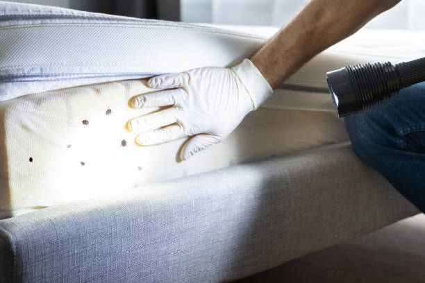 Best Mosquito Control Services  in Weatherby Lake, MO
