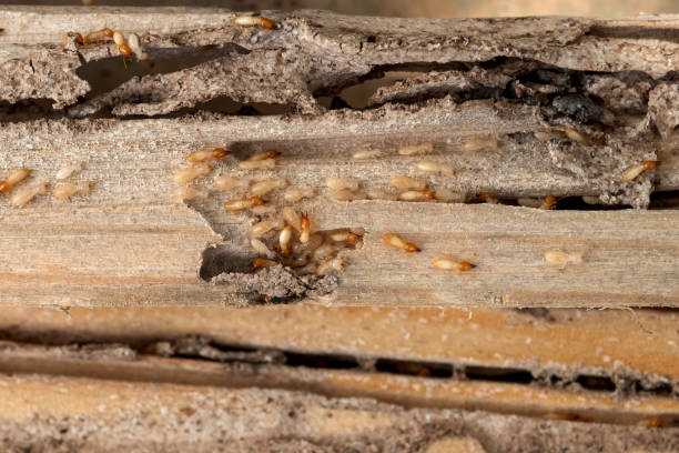 Best Pest Inspection Near Me  in Weatherby Lake, MO